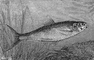 Shad or Alse, Alose, Alosa alosa