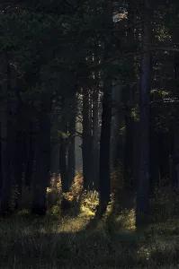 The shadow of the coniferous forest