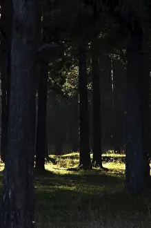 The shadow of the coniferous forest