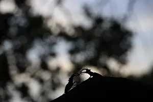 A shadow play of two stag beetles (Lucanus cervus) on a branch in the evening