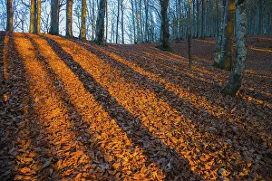 Shadows of trunks on autumn leaves in evening light