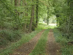 A shady forest path flanked by tall trees