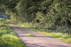 A shady forest path, surrounded by trees and dense greenery