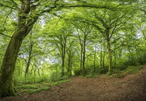 A shady forest path winds through lush green trees