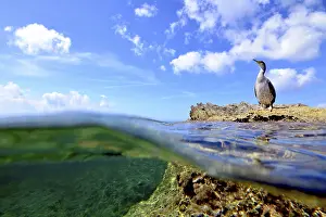 Shag (gulosus aristotelis), on a rock