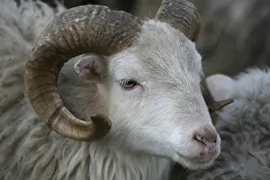 Shaggy farm animal