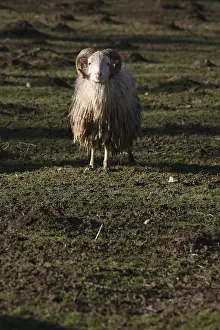 Shaggy farm animal