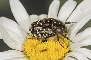 Shaggy flower beetle (Tropinota hirta) eats flower pollen of a daisy (Leucanthemum maximum)