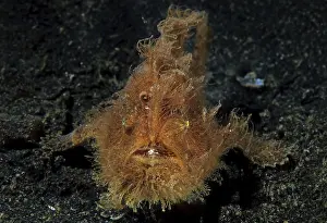 Shaggy frogfish (Antennarius hispidus) on sandy ground