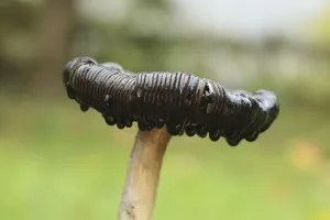 Shaggy Ink Cap (Coprinus comatus)