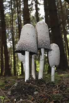 The shaggy ink cap (Coprinus comatus) in a spruce forest