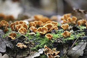 Shaggy layer fungus (Stereum hirsutum)