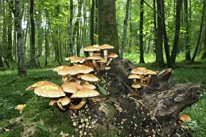 Shaggy Pholiota (Pholiota squarrosa)
