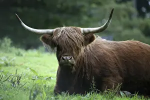 Shaggy ruminants