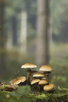 Shaggy scalycap (Pholiota squarrosa) on moss
