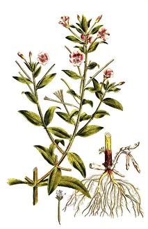 Shaggy willowherb (Epilobium) hirsutum