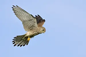 Shaking... Kestrel (Falco tinnunculus)