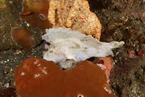 A shallow fish, rockfish (Taenianotus triacanthus)