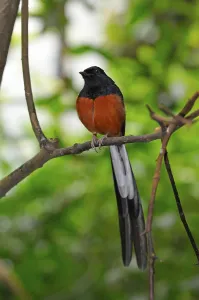Shama Thrush