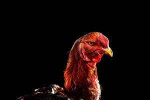 Shamo Cock, Germany