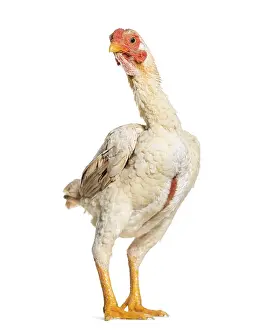 Shamo Shamo also known as gamecocks