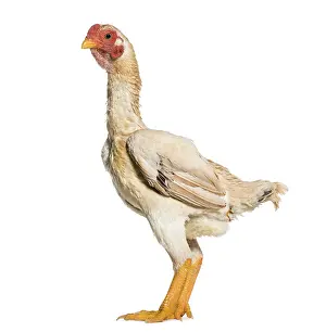 Shamo Shamo also known as gamecocks