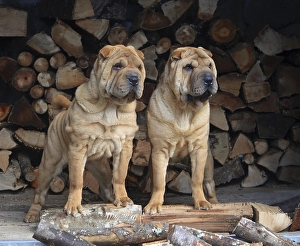 Shar Pei, two puppies, standing beside log pile