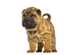 Shar pei puppy standing looking away on white background