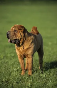 Shar Pei, standing