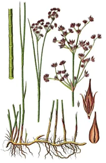 Sharp-flowered rush (Juncus acutiflorus)