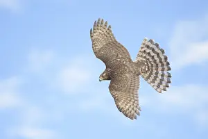 Sharp-shinned Hawk (Accipiter striatus) flying