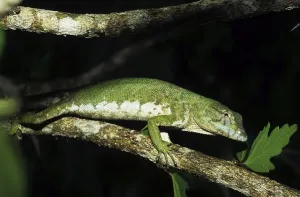 Sharp-shinned Iguana (Polychrus marmoratus)