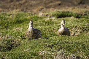 Sharp-tailed ducks (Anas georgica)