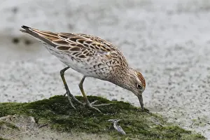 Sharp-tailed sandpiper (Calidris acuminata)