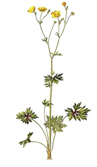 Sharp tall buttercup (Ranunculus acris)