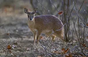 Sharpe's or Northern Grysbok (Raphicerus sharpei)