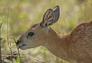 Sharpe's sharpe's grysbok (Raphicerus sharpei)