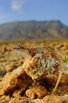 Sharpnose Leaf-toed Gecko (Hemidactylus oxyrhinus) adult