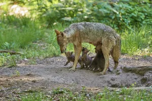 A she-wolf bends over her playing puppies in the forest