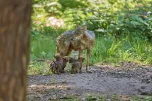 She-wolf with her puppies in the green forest