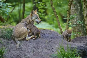 She-wolf with two puppies sitting in the forest showing care