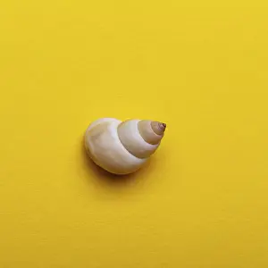 Shea shell on the yellow background