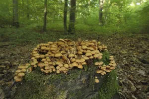 Sheathed woodtuft (Kuehneromyces mutabilis)