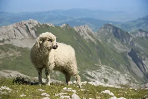Sheep in the Alps, on Saentis Mountain