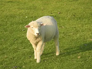 Sheep, animal, grazing, meadow