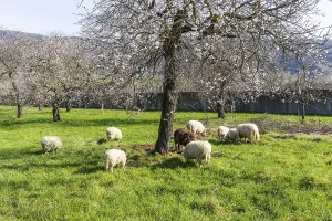 Sheep under an apricot tree, apricot blossom