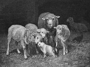 Sheep in the barn have made friends with the house cat