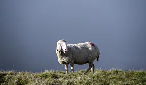 Sheep with bell on a mountain meadow in front of clouds