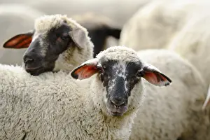 A sheep with a black face looking into a flock