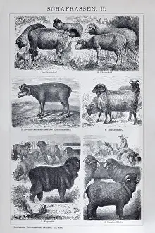 Sheep breeds, Franconian sheep